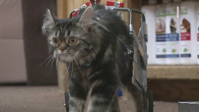 Cat's cradle: 'Flipper' the feline walking to different beat