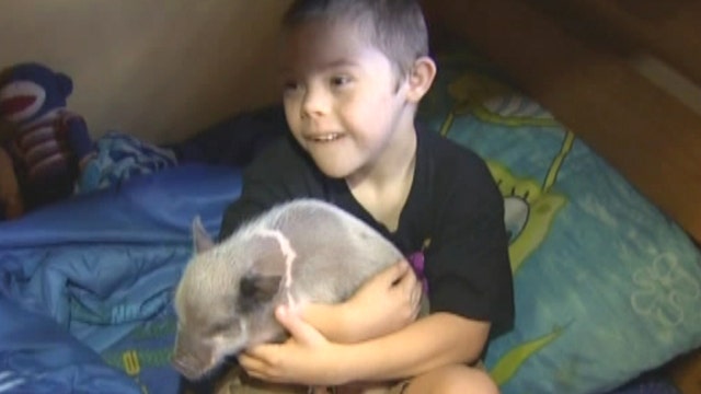 Pig prescription for boy with Down syndrome