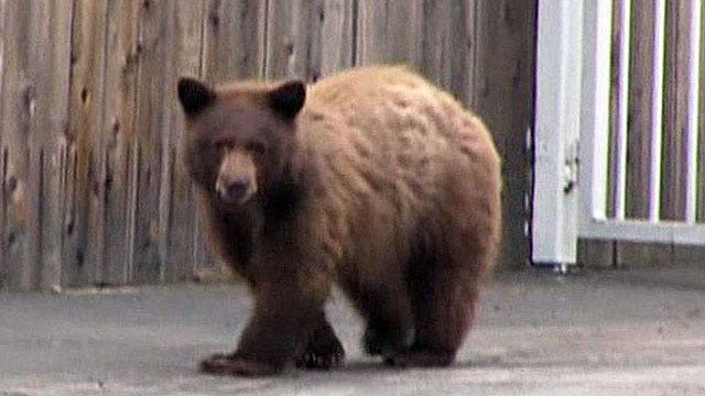 Elderly couple oblivious to close encounter with bear