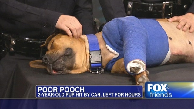 Cops Rescue 'Philly' After Dog Was Hit By Car