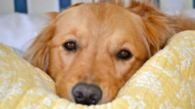 'Golden key' to unlocking canine cancer?