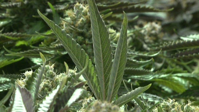 Obama's marijuana musings