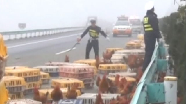 Police scramble to round up runaway chickens