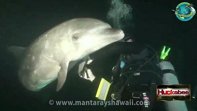 Injured dolphin swims to divers for help