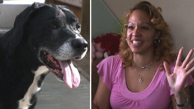 'Dead' dog reunited with owner after 10 years
