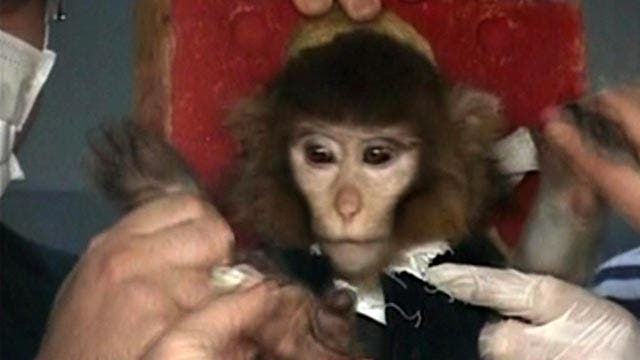 Did Iran successfully launch monkey into space?