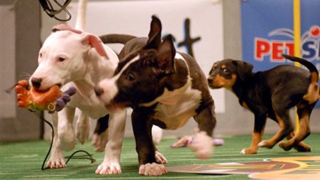 Dogs set to take the field during annual 'Puppy Bowl'