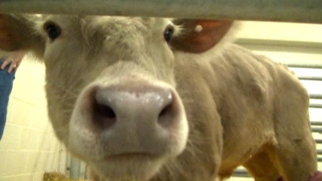 'Hero' cow gets prosthetic legs