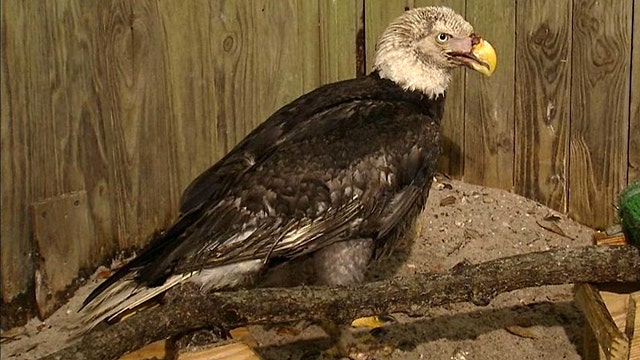 Eagle's flight to recovery