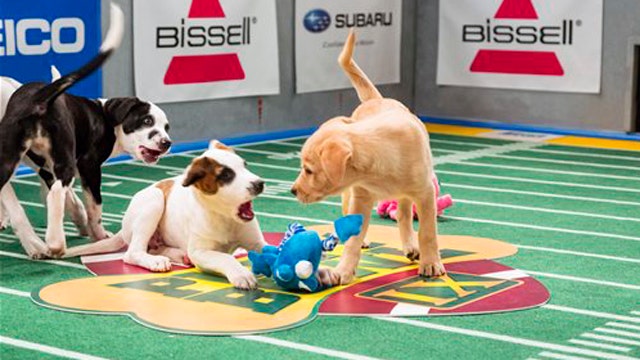 Fox Flash: Puppy Bowl