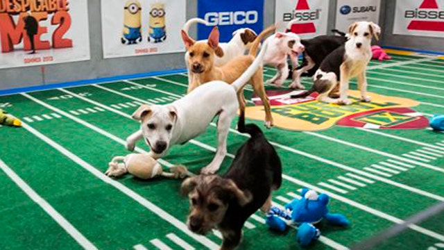 Pups gear up for 'Puppy Bowl IX'