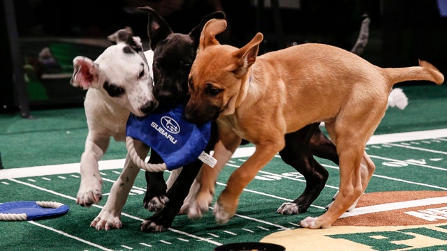 Is there a dark side to the 'Puppy Bowl'?