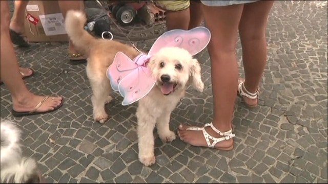 Rio Carnival Goes to Dogs at Canine Street Party