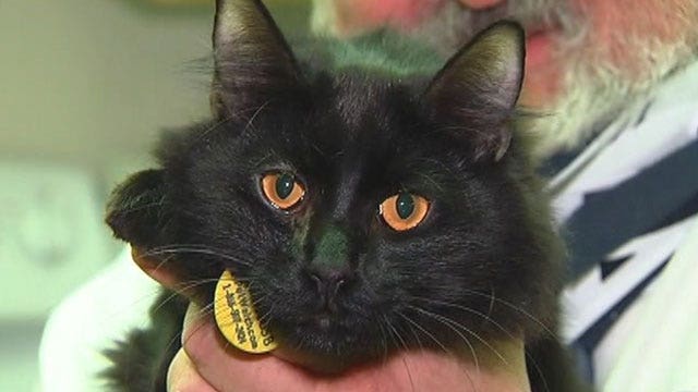 Cat detects brain seizures in owner - Fox News