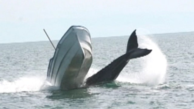 Whale of a tale: Large sea mammal collides with fishing boat