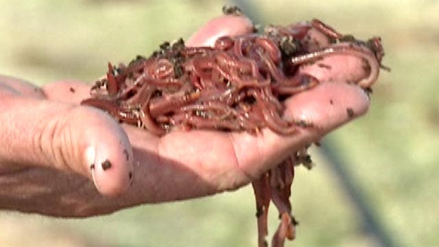 Study: Earthworms could make climate change worse
