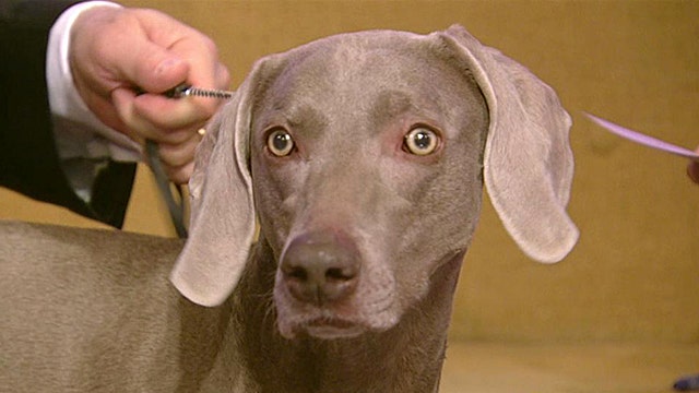 Stars of the Westminster Kennel Club Dog Show