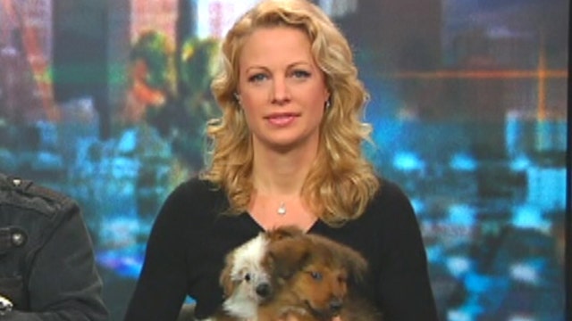 Alison Eastwood adds star power to dog rescue push