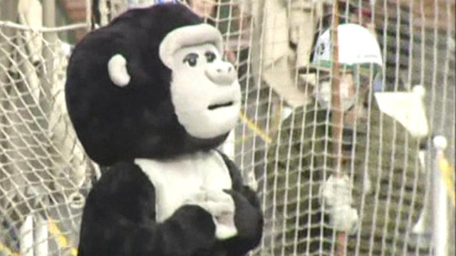 'Gorilla' on the loose at Japanese zoo