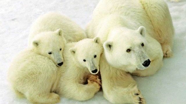 Polar bear population on the rise?