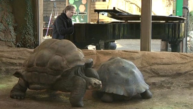 'Prince of Romance' sets mood for endangered tortoises