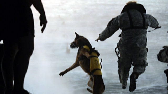Dogs of war: What roles do military working dogs play?