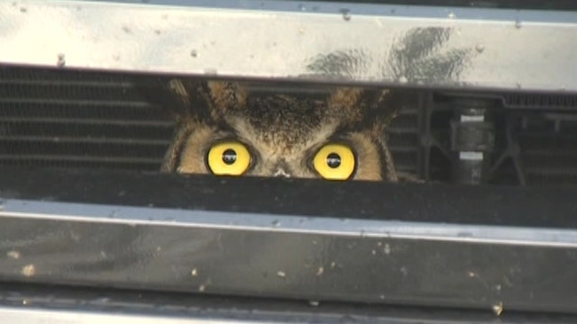 FL Owl freed from car