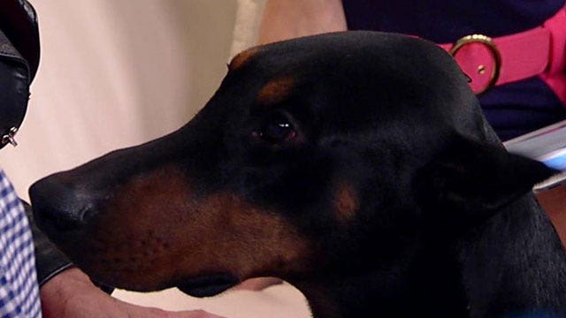 Woman's best friend: Pup alerts owner of breast cancer