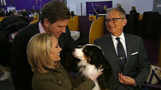 Behind the scenes of 2014 Westminster Kennel Club dog show