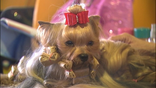 Primping Dogs At The Westminster Dog Show