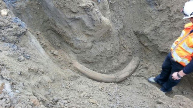 Mammoth tusk found in Seattle, Washington