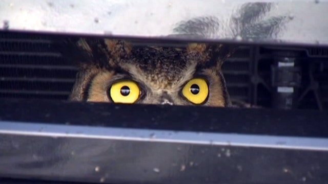 Owl stuck in SUV's grill