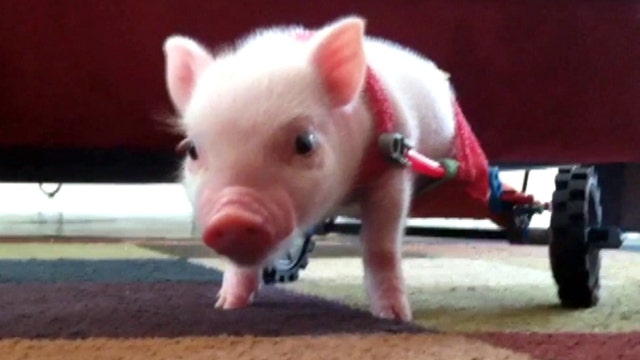 Disabled piglet turned Internet sensation