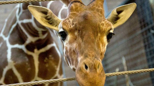Pirro: Why did Marius the giraffe have to die?