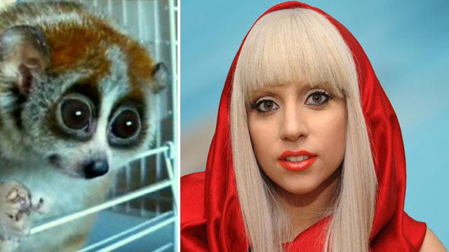 Lady Gaga reportedly bitten by slow loris during video shoot