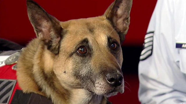 Military working dogs changing the face of warfare 