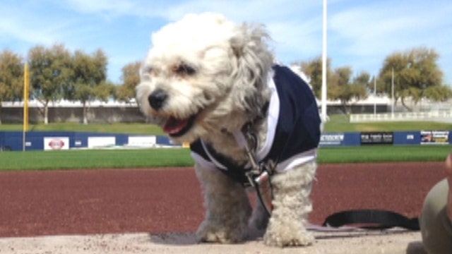 Milwaukee Brewers adopt unofficial spring training mascot