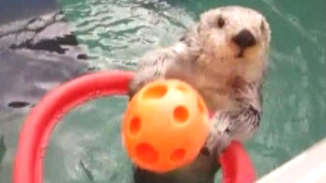 Old-timer otter shows off basketball skills