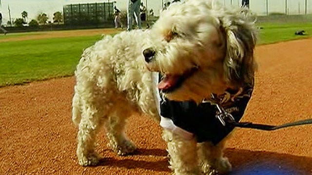 Stray dog becomes big hit at Milwaukee Brewers training camp