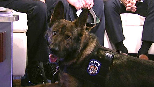 Battle-tested US Army service dog set to join NYPD