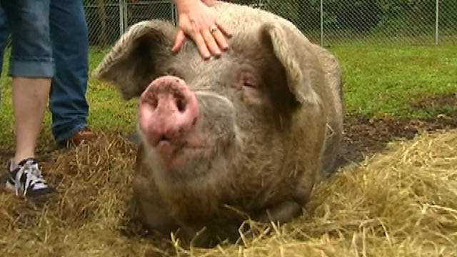 Foreclosed 1,000-pound pig saved from slaughterhouse