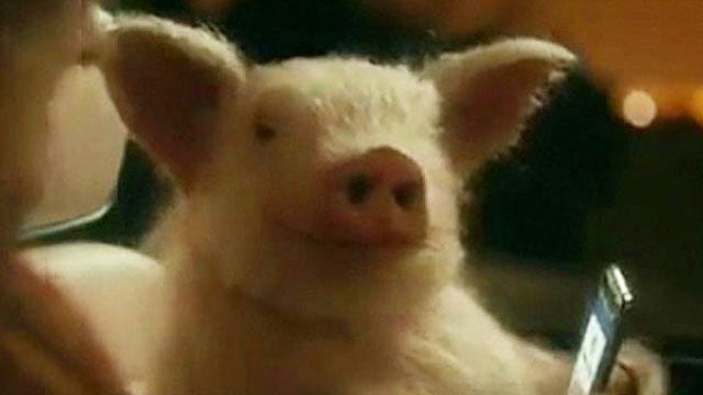 Does Geico commercial promote bestiality?
