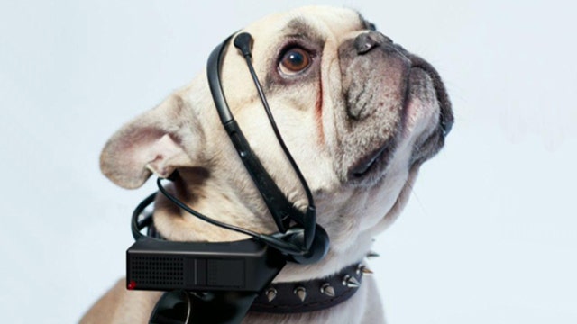 Device aimed at letting dogs speak