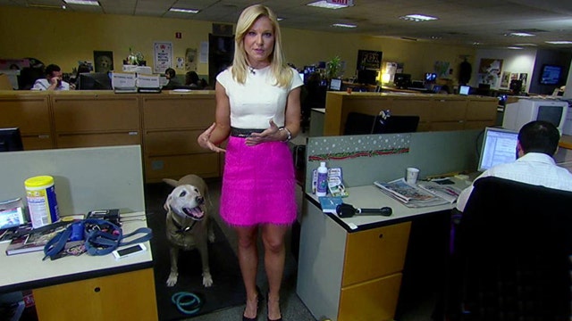 Study: Pets in the workplace help reduce stress