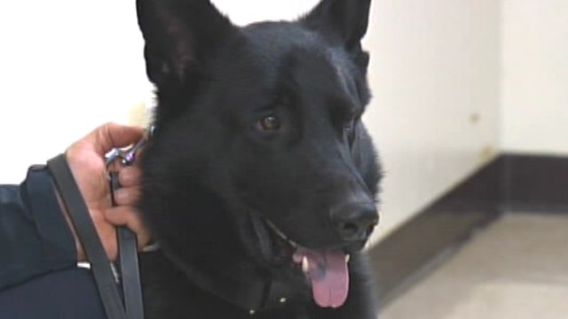 K-9 cop accidentally shoots gun