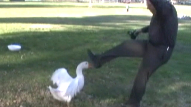 Angry bird knocks man onto his rear end