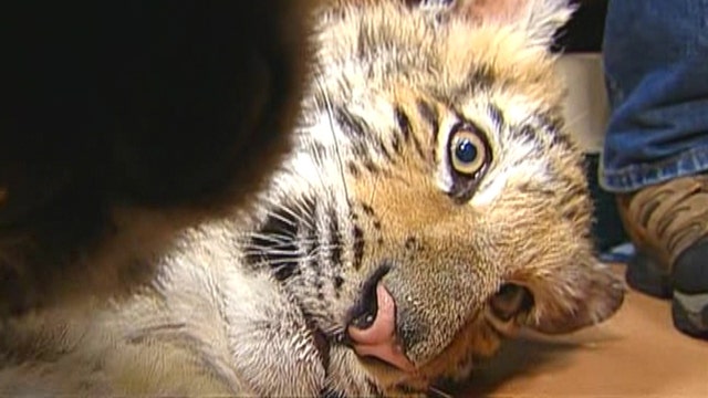 A tiger walks into a bar: Owner charged after causing stir 