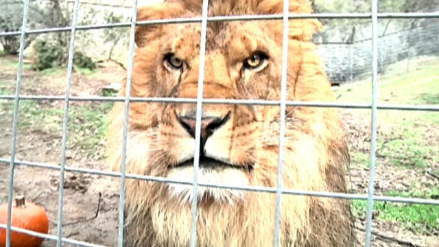 Lion kills person at wild cat preserve