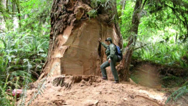 Burl poachers threaten majestic redwoods in California