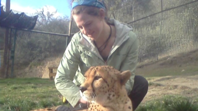 Investigation into what provoked lion attack at animal park